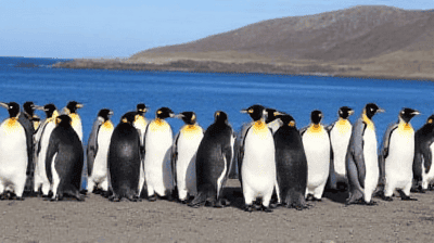 Beyond the Peninsula: Exploring the Remote Falklands & South Georgia – Shackleton's Grave & King Penguins