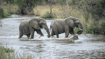 Kruger National Park Escapades: Wildlife in South Africa