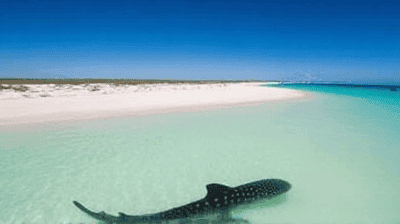 Western Australia's Road Less Traveled: Ningaloo Reef, Pinnacles Desert & Swimming With Whale Sharks